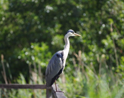Greenwich Peninsula Ecology Park Visit