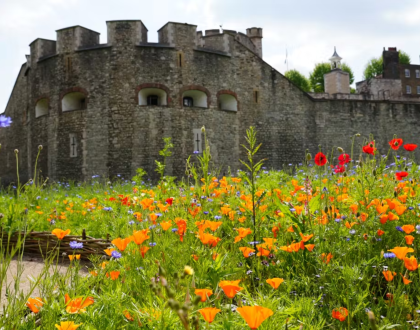 Tower of London - Moats in Bloom
